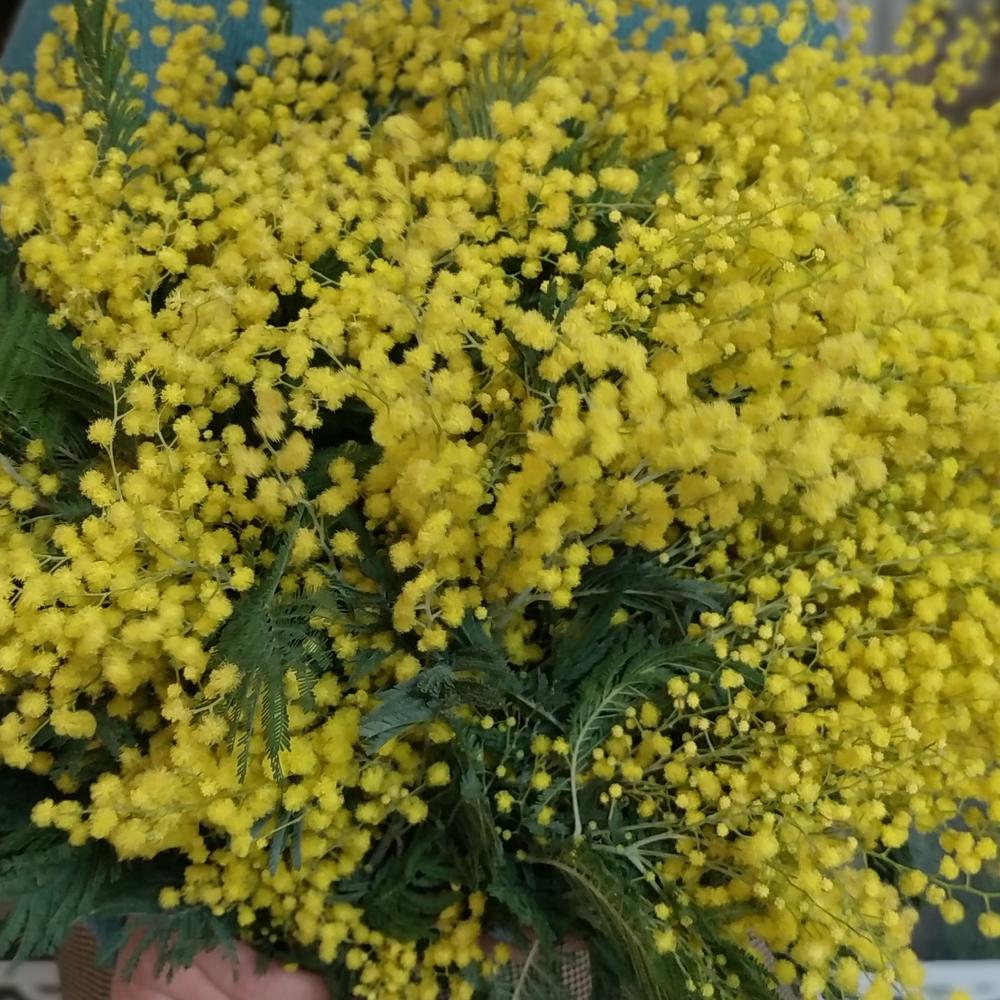 Мимоза